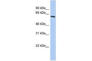 WB Suggested Anti-ZNF567 Antibody Titration:  0. (ZNF567 Antikörper  (N-Term))