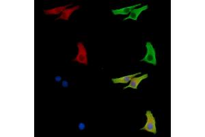 ABIN7096812 and ABIN7100878 staining HepG2 cells by IF/ICC.