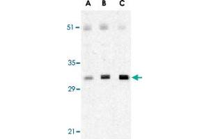 Western blot analysis of XAF1 in human spleen lysate with XAF1 polyclonal antibody  at 0.