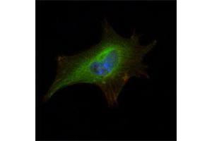 Immunofluorescence analysis of NIH/3T3 cells using FMR1 monoclonal antibody, clone 4G9  (green) . (FMR1 Antikörper)