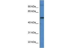 Mouse Spleen; WB Suggested Anti-Katna1 Antibody. (KATNA1 Antikörper  (C-Term))