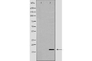 Western blot analysis of human testis lysate using LYZL6 antibody. (LYZL6 Antikörper  (Internal Region))