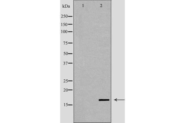 LYZL6 Antikörper  (Internal Region)