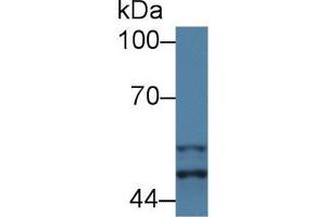 Western Blot; Sample: Mouse Placenta lysate; Primary Ab: 1µg/ml Rabbit Anti-Mouse GSK3a Antibody Second Ab: 0.