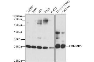 Western blot analysis of extracts of various cell lines, using COMMD5 antibody (ABIN7266471) at 1:1000 dilution. (COMMD5 Antikörper  (AA 1-224))