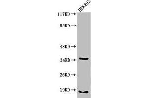 Western Blot analysis of 293 cells using Cleaved-Caspase-6 p18 (D179) Polyclonal Antibody (Caspase 6 Antikörper  (Cleaved-Asp179))