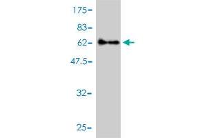Western Blotting (WB) image for anti-Keratin 33B (KRT33B) (AA 1-404) antibody (ABIN561634)