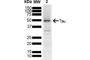 Western blot analysis of SH-SY5Y showing detection of ~45. (tau Antikörper  (FITC))