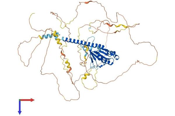 C9orf86 Protein (AA 1-729) (His tag)