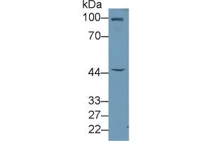 Detection of FBLN7 in Rat Liver lysate using Polyclonal Antibody to Fibulin 7 (FBLN7) (FBLN7 Antikörper  (AA 223-440))