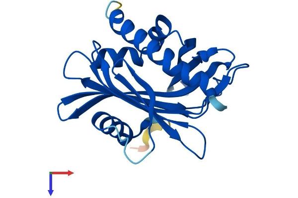 PCTP Protein (AA 1-214) (His tag)
