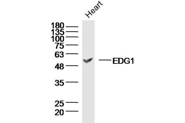 S1PR1 Antikörper  (AA 51-150)