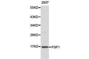 Western Blotting (WB) image for anti-Fibroblast Growth Factor 1 (Acidic) (FGF1) antibody (ABIN1872681) (FGF1 Antikörper)