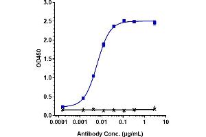 Immobilized human C1S His at 2 μg/mL can bind Anti-C1s Reference Antibody (sutimlimab), EC50=0.