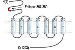 Representative domain view of the target of ABIN7043252.