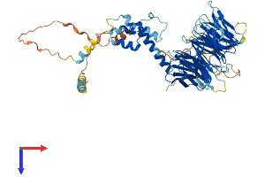 FBXW8 Protein (AA 1-598) (His tag)