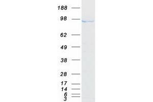 Validation with Western Blot (ANAPC2 Protein (Myc-DYKDDDDK Tag))