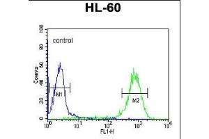DLK2 Antibody (C-term) (ABIN652972 and ABIN2842616) flow cytometric analysis of HL-60 cells (right histogram) compared to a negative control cell (left histogram). (DLK2 Antikörper  (C-Term))