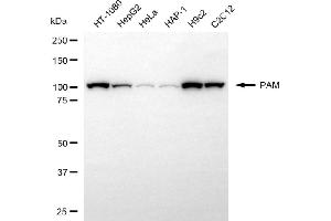 Western blotting analysis using PAM antibody (ABIN7799761).