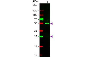 Western Blot of Rhodamine conjugated Rabbit Fab Anti-Sheep IgG secondary antibody. (Kaninchen anti-Schaf IgG (Heavy & Light Chain) Antikörper (TRITC) - Preadsorbed)