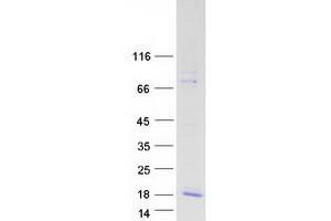 Validation with Western Blot (Motilin Protein (MLN) (Transcript Variant 1) (Myc-DYKDDDDK Tag))