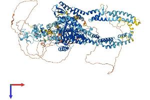 KDM5C Protein (AA 1-1554) (His tag)