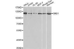 Western blot analysis of extracts of various cell lines, using SND1 antibody.