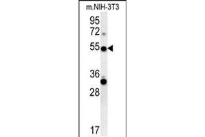 TRAF3 Antibody (C-term) (ABIN657866 and ABIN2846822) western blot analysis in mouse NIH-3T3 cell line lysates (35 μg/lane). (TRAF3 Antikörper  (C-Term))
