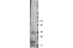Western blot using  Protein-A Purified anti-bovine VEGF-A antibody shows detection of recombinant bovine VEGF-A at 17-19. (VEGF Antikörper)