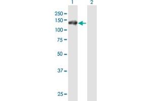 Western Blot analysis of RNF20 expression in transfected 293T cell line by RNF20 MaxPab polyclonal antibody.