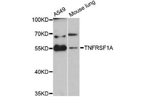 Western blot analysis of extracts of various cell lines, using TNFRSF1A antibody (ABIN5970729) at 1:3000 dilution. (TNFRSF1A Antikörper)