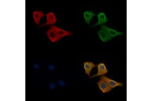 ABIN6258127 and ABIN6275841 staining Hela cells by IF/ICC. (DRAK2 Antikörper  (C-Term))