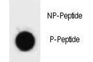 Dot blot analysis of phospho-Caspase-3 antibody.