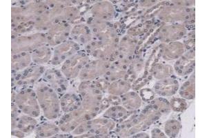 Detection of MUC5B in Mouse Kidney Tissue using Polyclonal Antibody to Mucin 5 Subtype B (MUC5B) (MUC5B Antikörper  (AA 75-295))