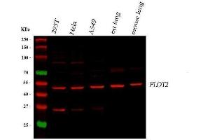 Western blot analysis of Flotillin 2 using anti-Flotillin 2 antibody (ABIN3042393). (Flotillin 2 Antikörper  (AA 169-344))