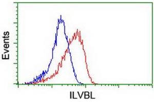 Image no. 2 for anti-IlvB (Bacterial Acetolactate Synthase)-Like (ILVBL) antibody (ABIN1498877) (ILVBL Antikörper)