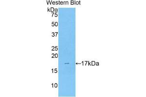 Western Blotting (WB) image for anti-Pleiotrophin (PTN) (AA 33-168) antibody (ABIN1860363) (Pleiotrophin Antikörper  (AA 33-168))