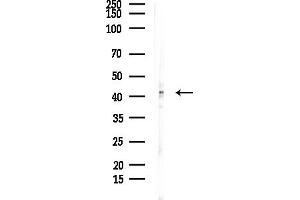 Western blot analysis of lysates from COLO205 cells, using TCF7 Antibody at 1/1000 dilution.