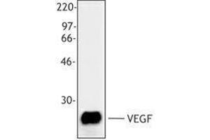 Western Blotting (WB) image for anti-Vascular Endothelial Growth Factor A (VEGFA) antibody (ABIN2665452) (VEGFA Antikörper)