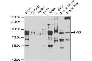 Western blot analysis of extracts of various cell lines, using FMRP antibody (ABIN6127908, ABIN6140718, ABIN6140720 and ABIN6221284) at 1:1000 dilution. (FMR1 Antikörper  (AA 1-290))