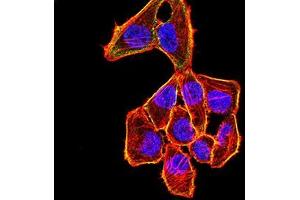 Immunofluorescence analysis of Hela cells using CDKN1C mouse mAb (green). (CDKN1C Antikörper)
