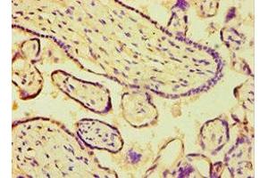 Immunohistochemistry of paraffin-embedded human placenta tissue using ABIN7144692 at dilution of 1:100 (ARSF Antikörper  (AA 1-200))