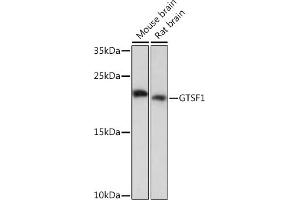 Western blot analysis of extracts of various cell lines, using GTSF1 Rabbit pAb (ABIN7267341) at 1:1000 dilution. (GTSF1 Antikörper)