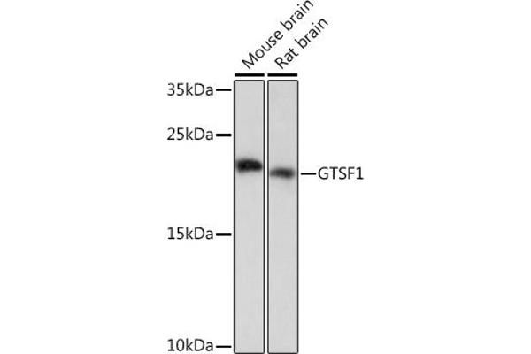 GTSF1 Antikörper