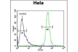 I Antibody (C-term) (ABIN653856 and ABIN2843116) flow cytometric analysis of Hela cells (right histogram) compared to a negative control cell (left histogram). (IMP3 Antikörper  (C-Term))