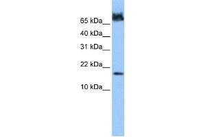 WB Suggested Anti-FUNDC1 Antibody Titration: 0. (FUNDC1 Antikörper  (N-Term))