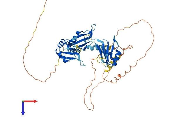 CELF6 Protein (AA 1-460) (His tag)