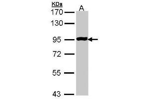WB Image Sample (30 ug of whole cell lysate) A: Molt-4 , 7. (GPR114 Antikörper)