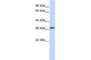 WB Suggested Anti-OVOL2 Antibody Titration:  0. (OVOL2 Antikörper  (Middle Region))