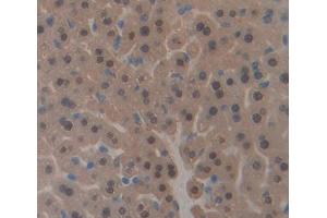 Used in DAB staining on fromalin fixed paraffin- embedded liver tissue (PHF8 Antikörper  (AA 195-351))